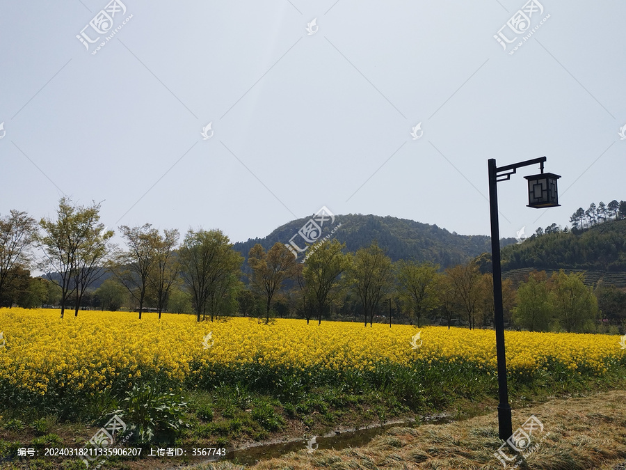 油菜田路灯