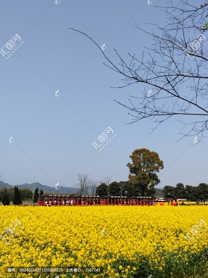 油菜田小火车远景