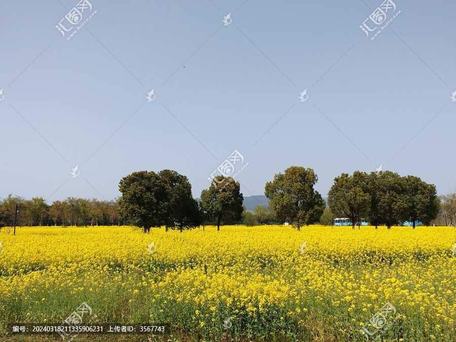 油菜花海