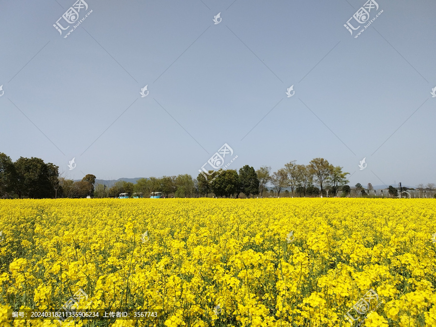 油菜花海