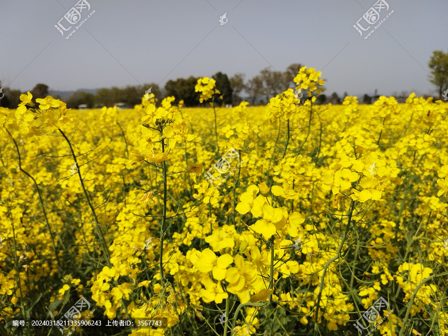 油菜花海