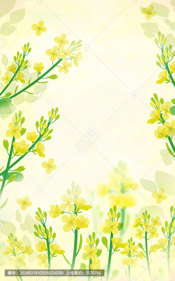 春天油菜花背景