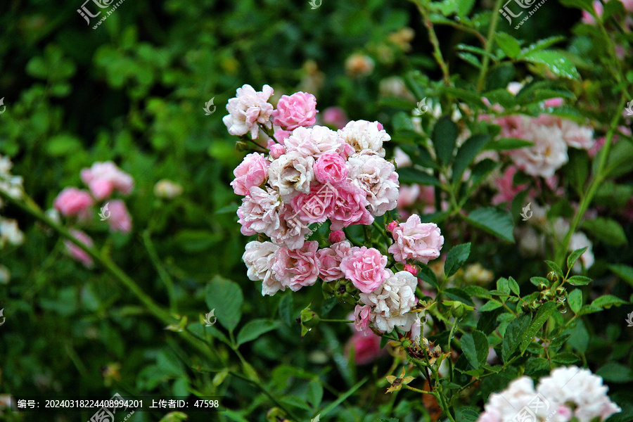 雨后蔷薇花