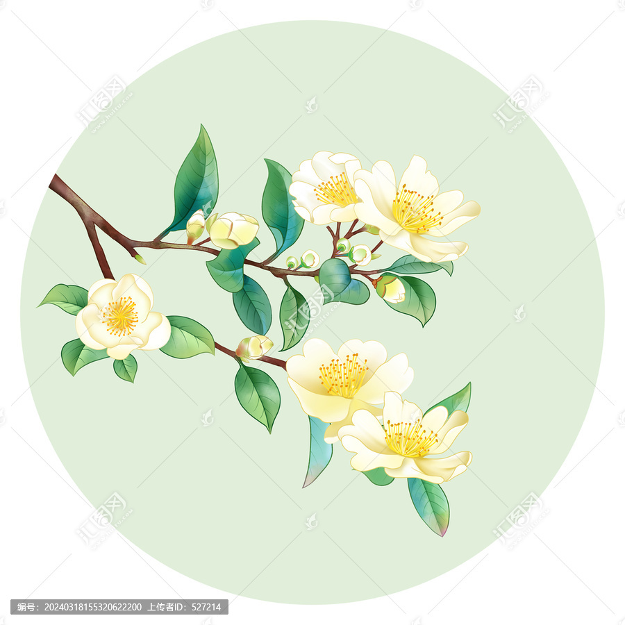山茶花