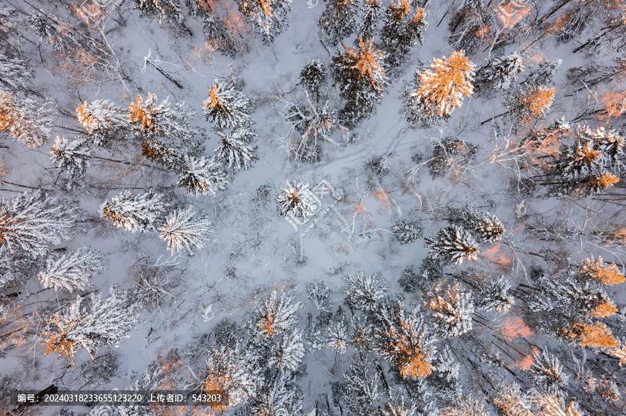 航拍东北雪景旅游森林雪后俯拍