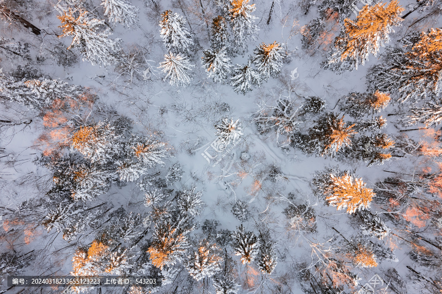 航拍东北雪景旅游森林雪后俯拍