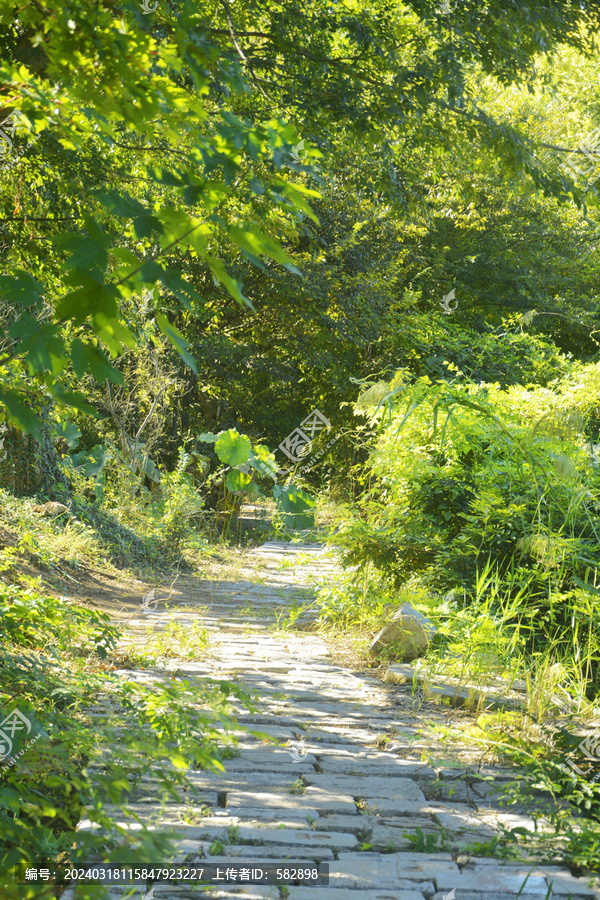 阳光小路