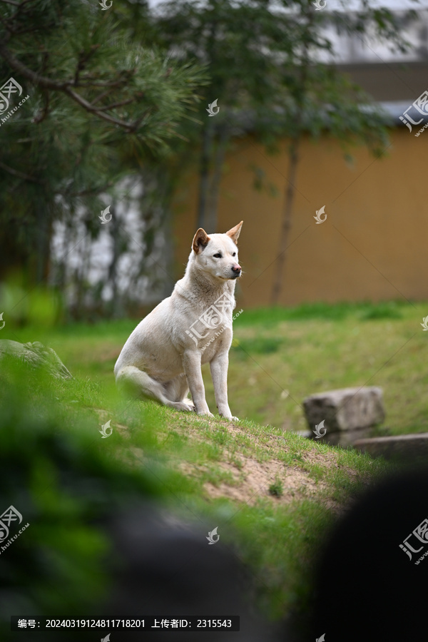 户外的田园犬