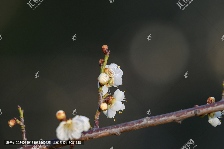 春天早春白梅花春暖花开梅花绽放