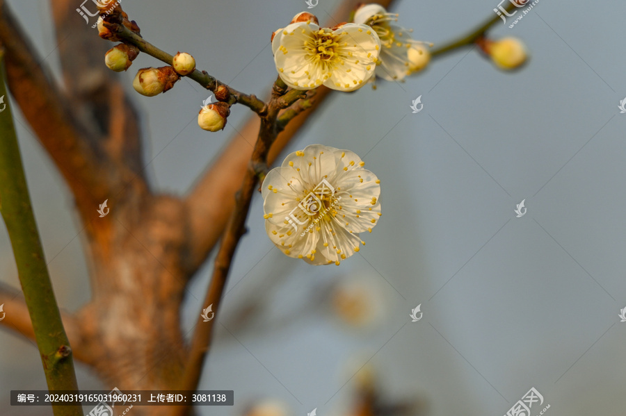 春天早春白梅花春暖花开梅花绽放