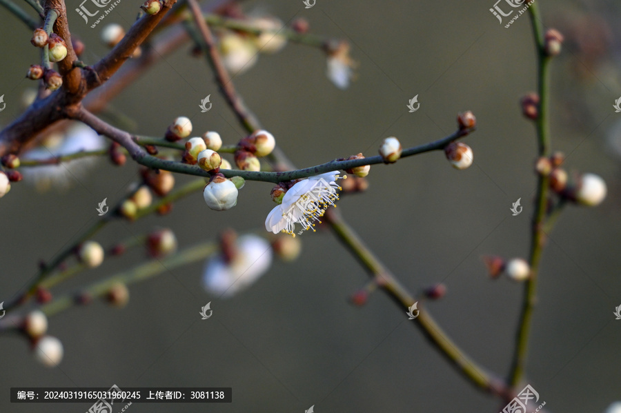 春天早春白梅花春暖花开梅花绽放