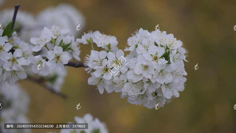 李花