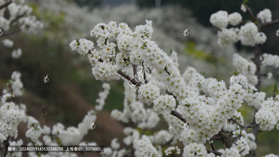 李花