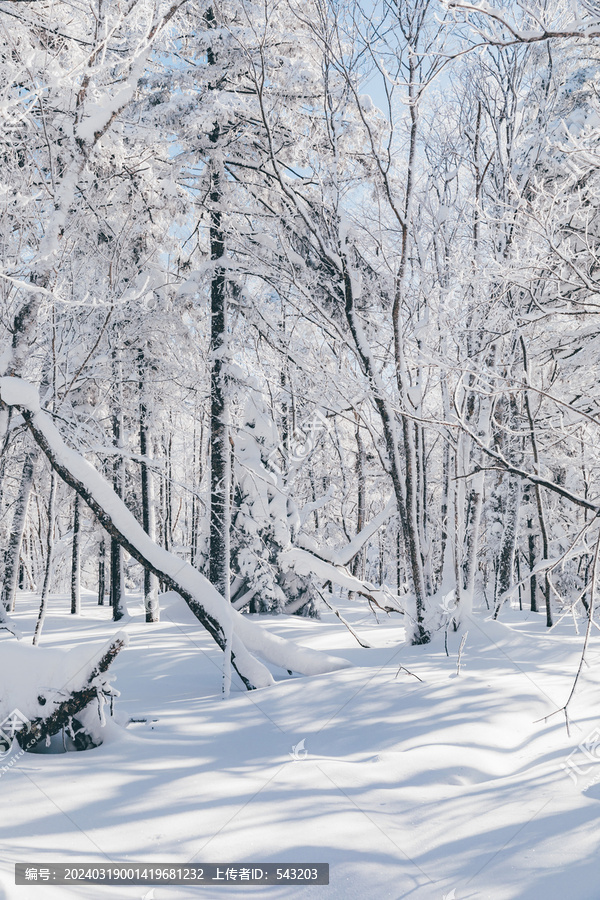 冬季天森林雪景树挂东北老里克湖