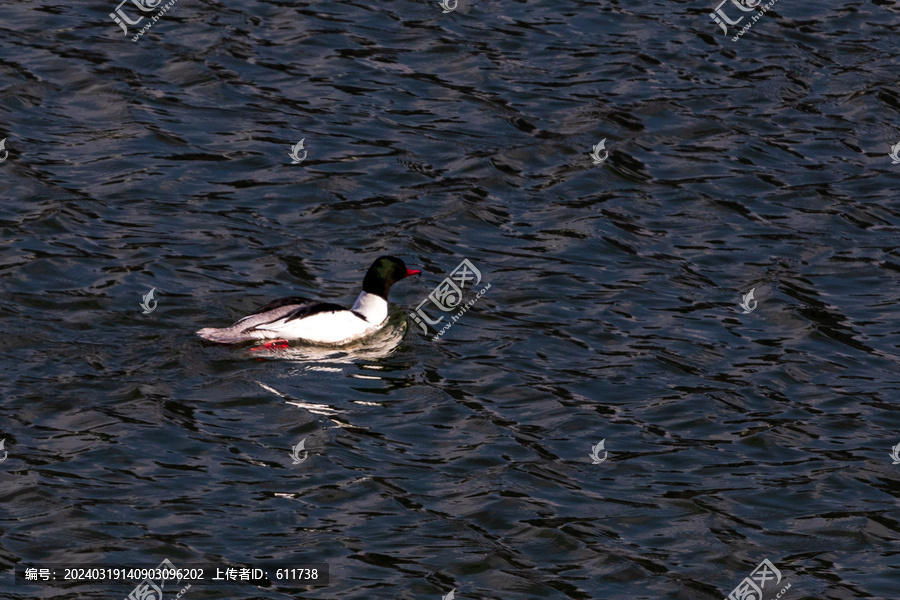 松花江上觅食的秋沙鸭