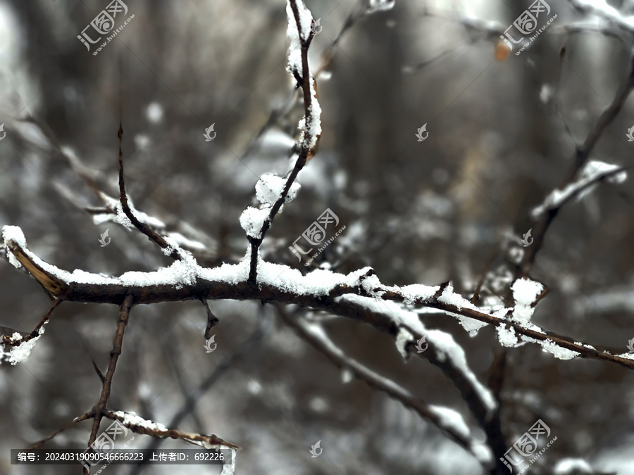 雪枝