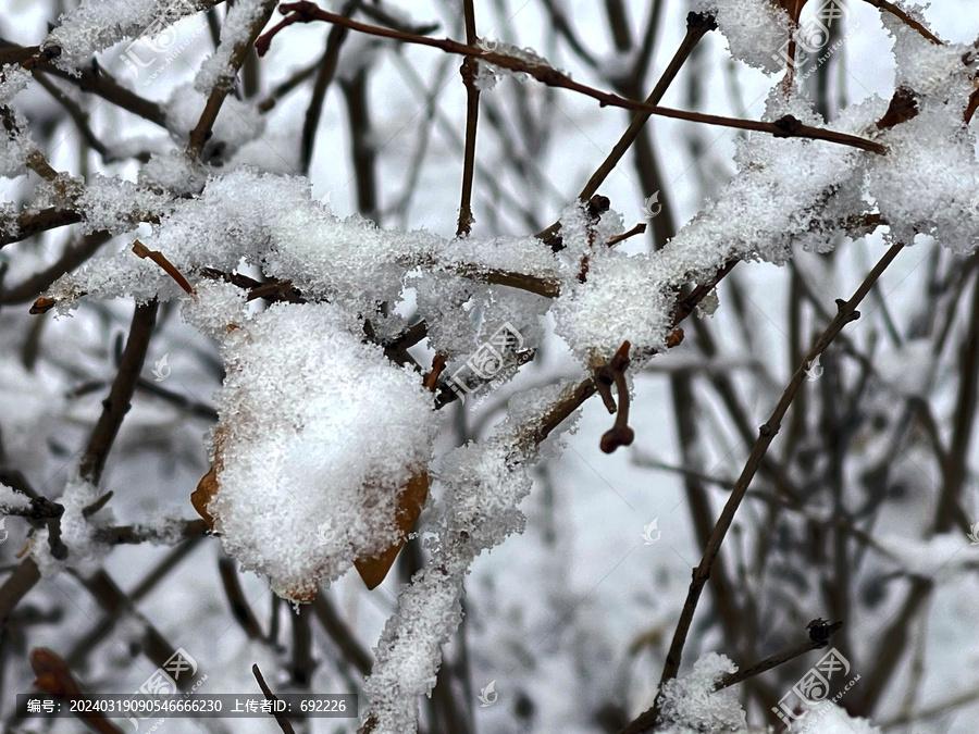 雪枝