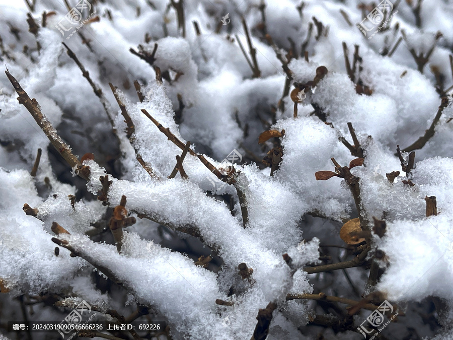 枝头雪