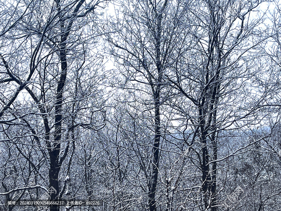 雪树