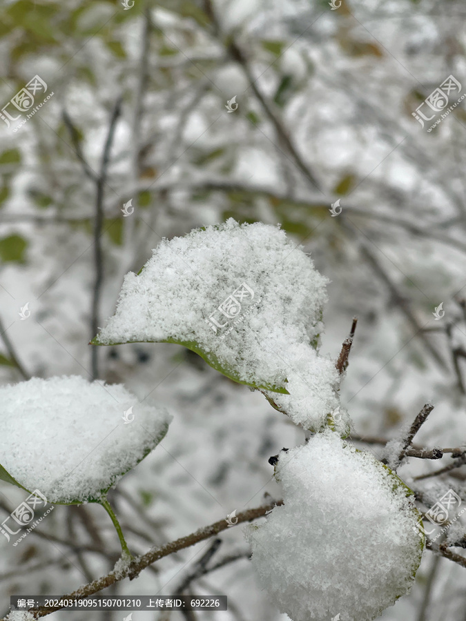 冬雪