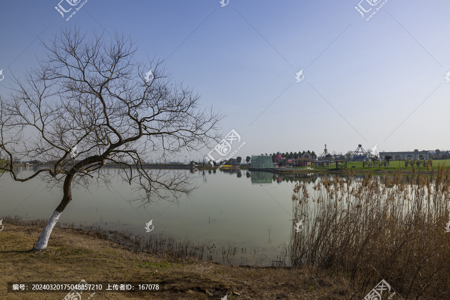 水边的风景树