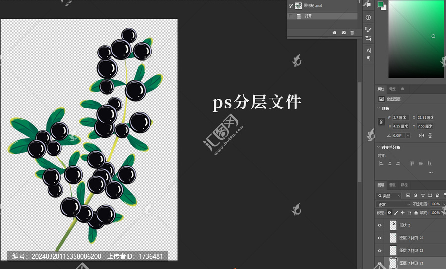 黑枸杞插畫