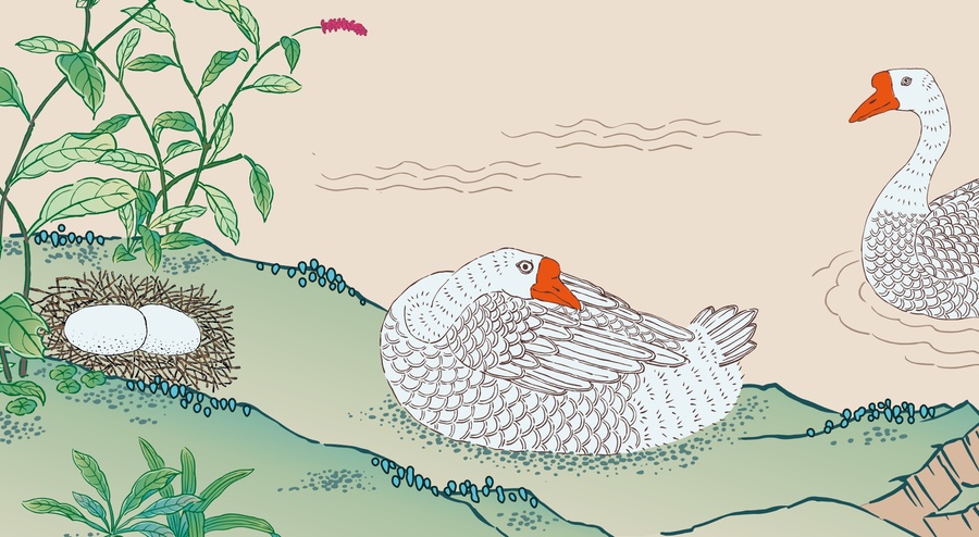 鵝鵝蛋