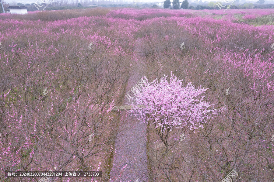 苏州西山消夏湾梅花