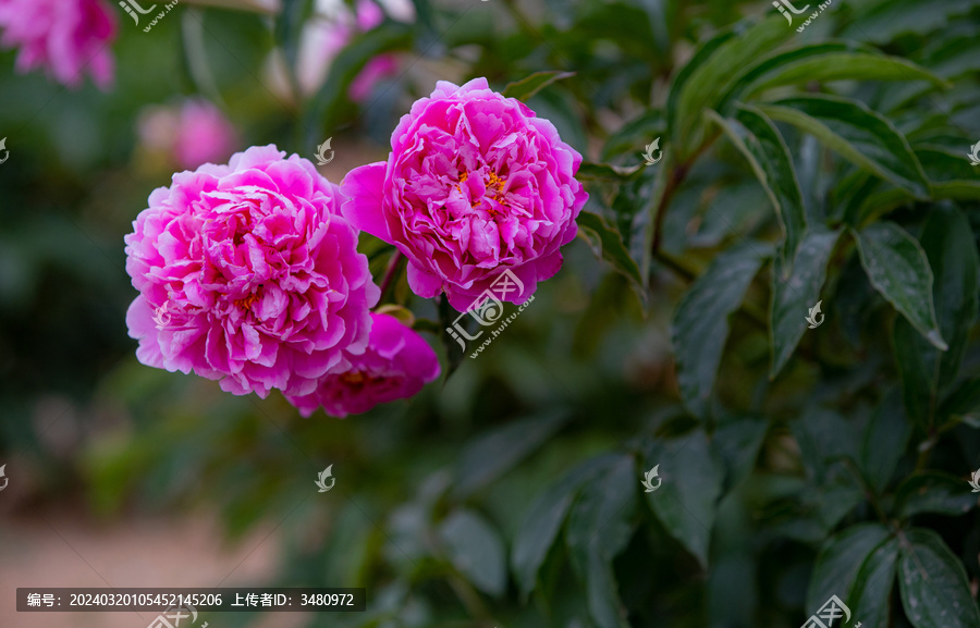 芍药花