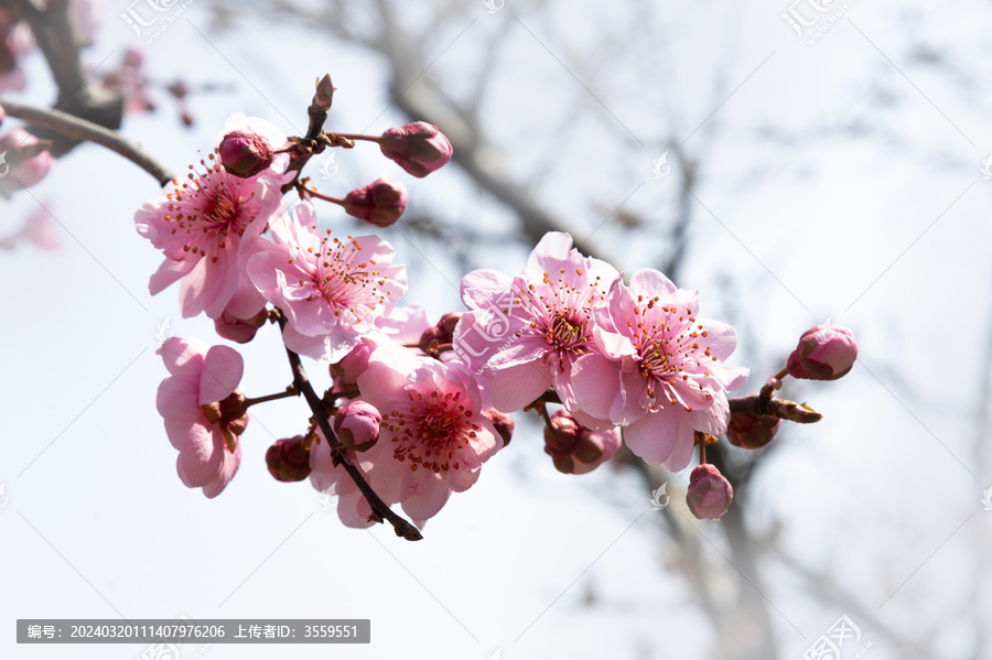 梅花