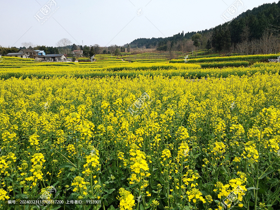 油菜花田