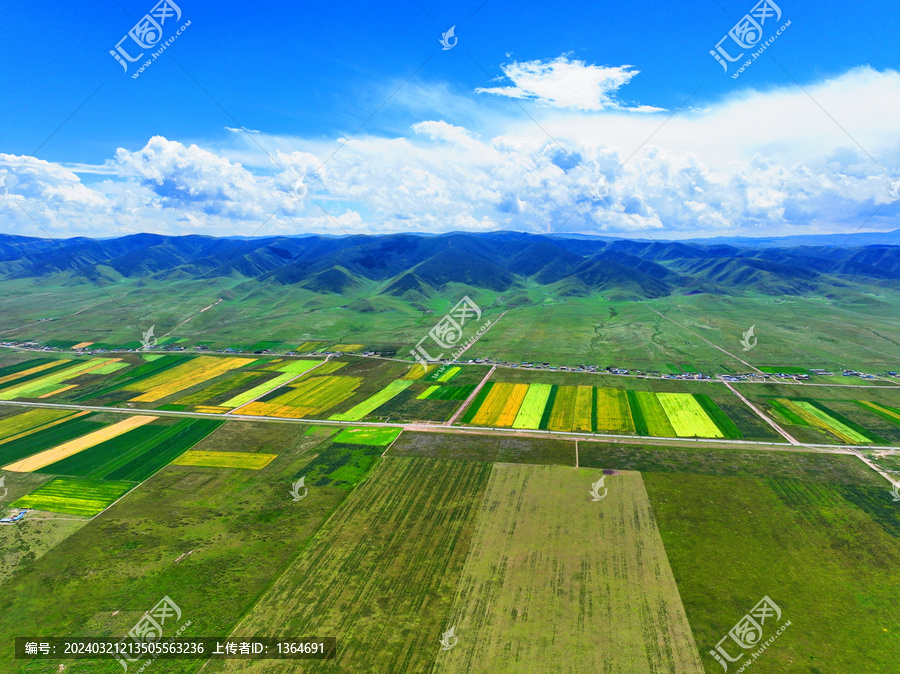 航拍青海湖農田油菜花
