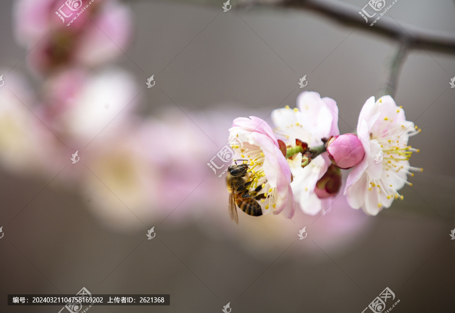 勤劳的小蜜蜂