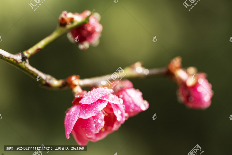 带水珠的梅花