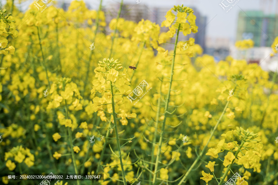 油菜花