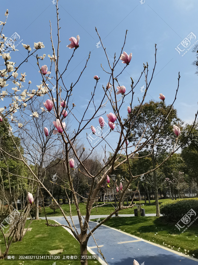 春天里的粉色栀子花