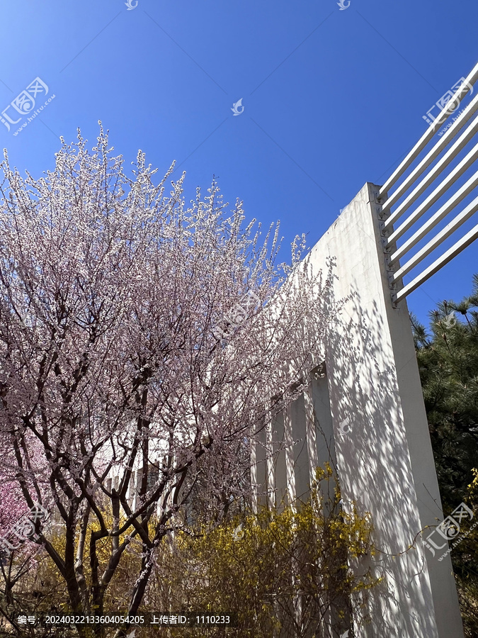 春花烂漫