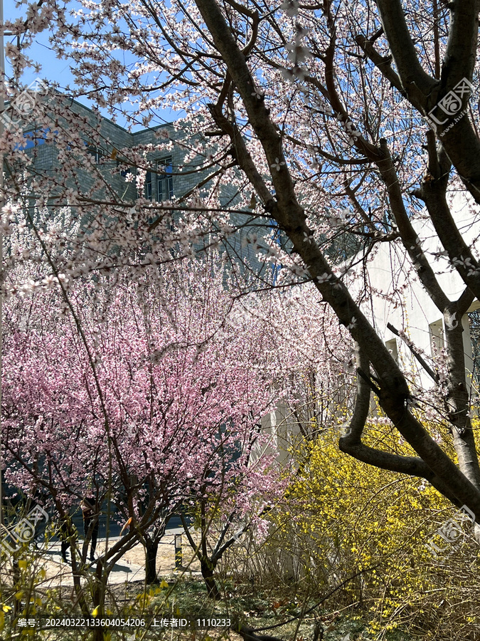 春花烂漫