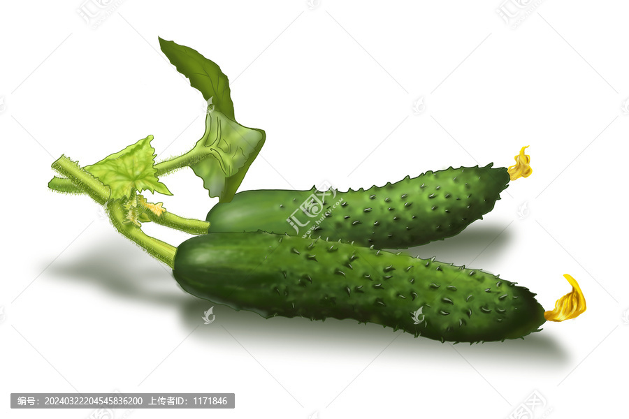 黃瓜蔬菜手繪插圖