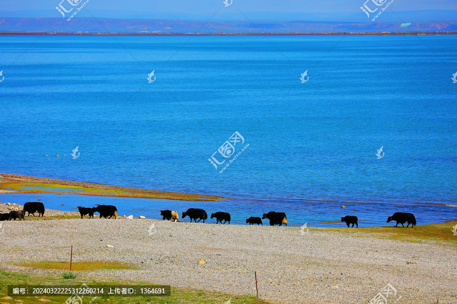 青海湖夏季牧场牦牛