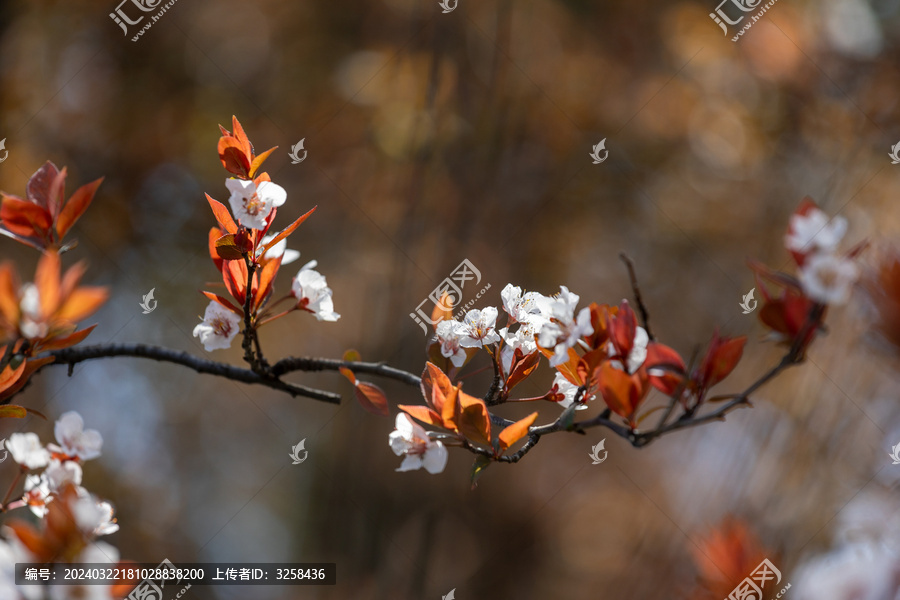 春天的花卉