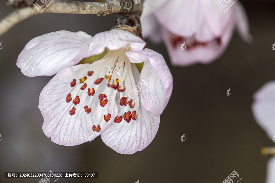 山桃花特写