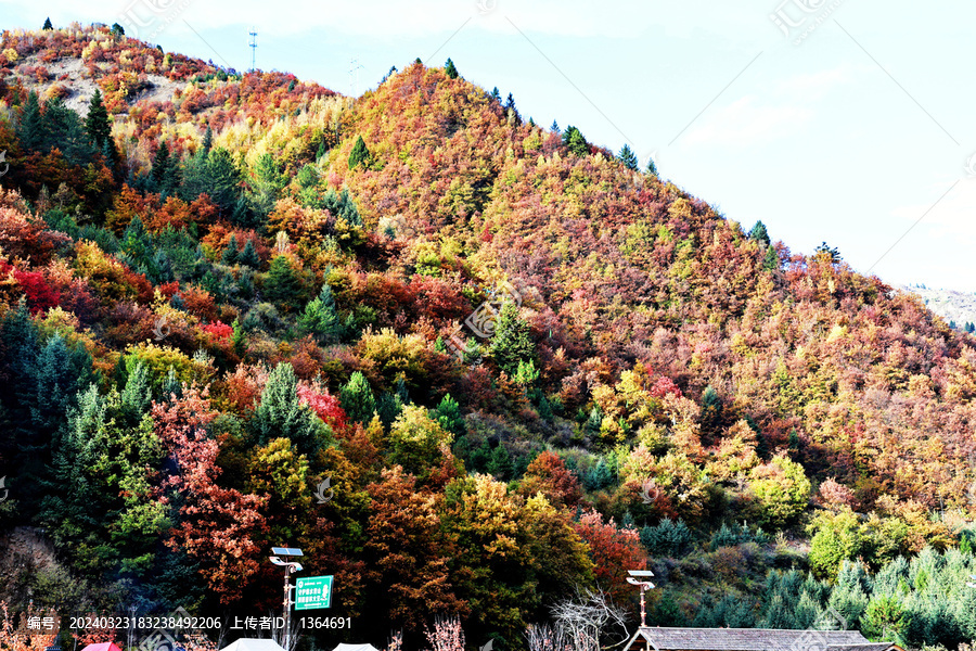 四川阿坝羊茸哈德秋景