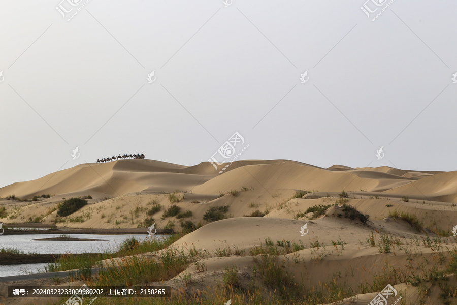 沙漠边缘的骆驼队伍