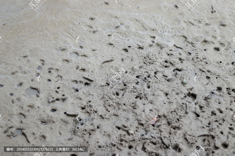 深圳湾滩涂上的弹涂鱼小螃蟹