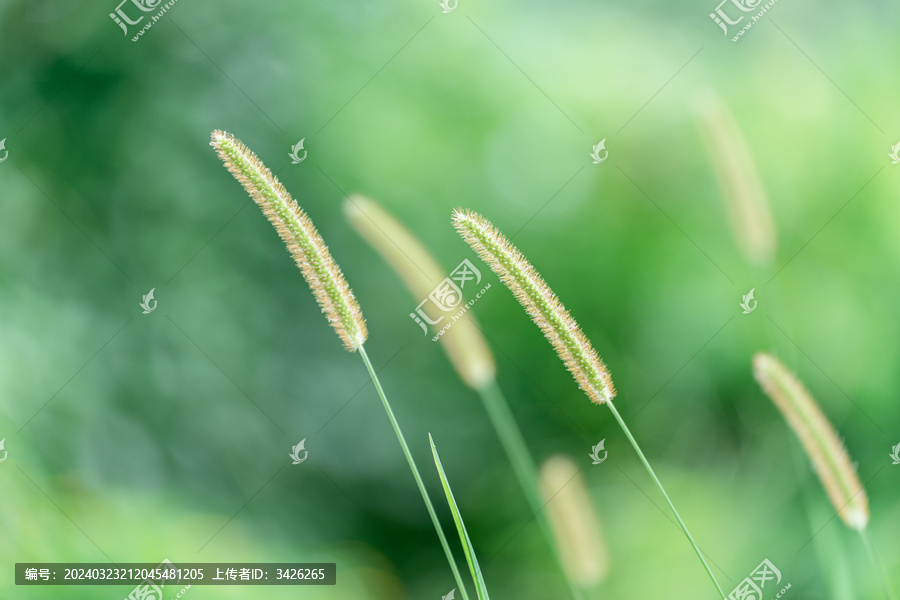 野外生长的狗尾草