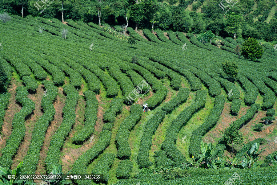 茶园里采摘茶叶的茶农