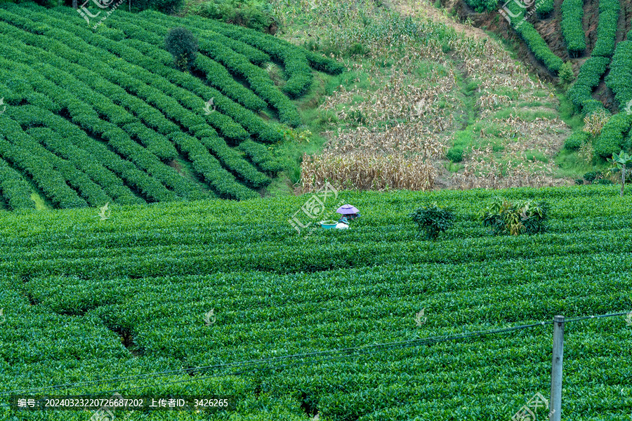 茶园里采摘茶叶的茶农