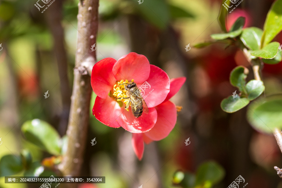 贴梗海棠与蜜蜂