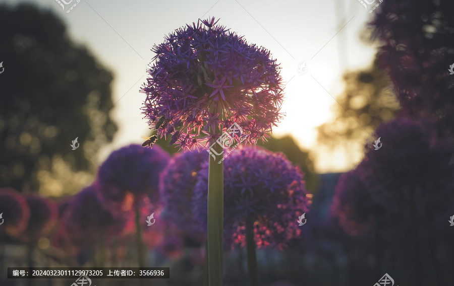 夕阳下的蜜蜂与大花葱